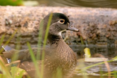 Wood Duck Hen Portrait