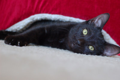 ASLAN UNDER HIS BED