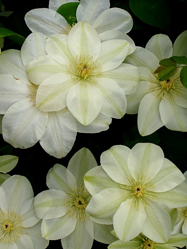 Clematis, Gurnsey Cream