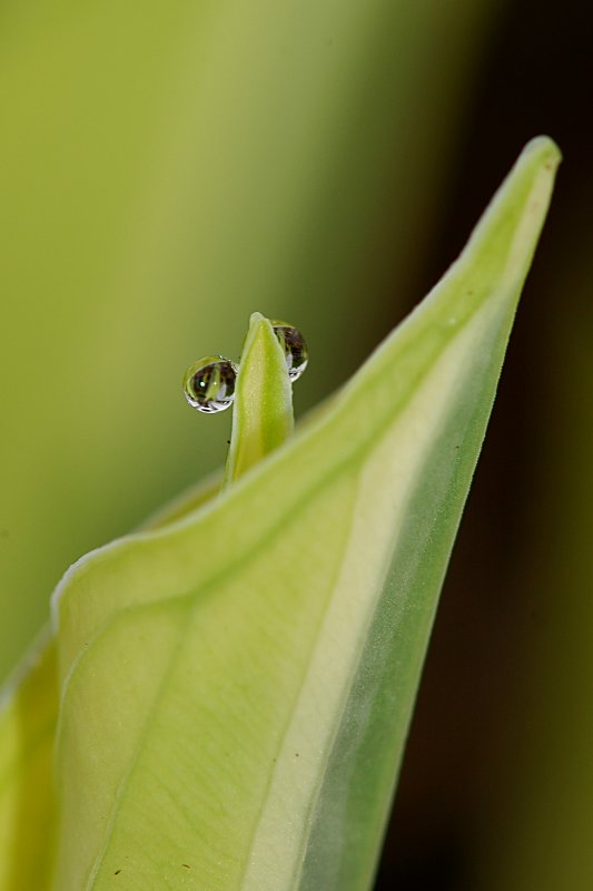 Tiny dew drops 1