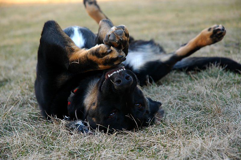 Doggy bliss