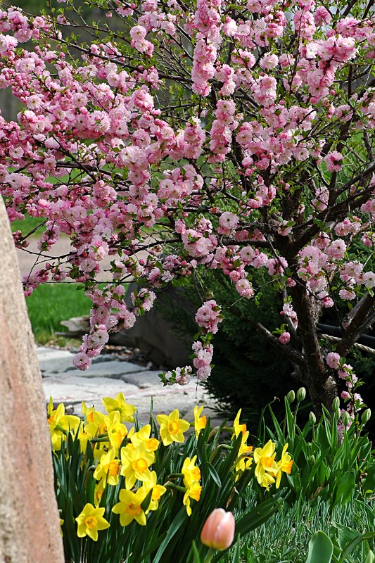 Double Flowering Plum