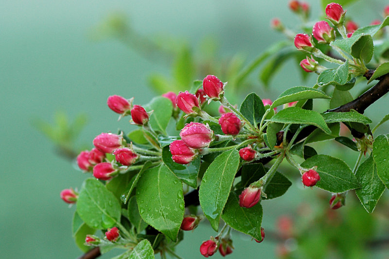 Apple blossoms