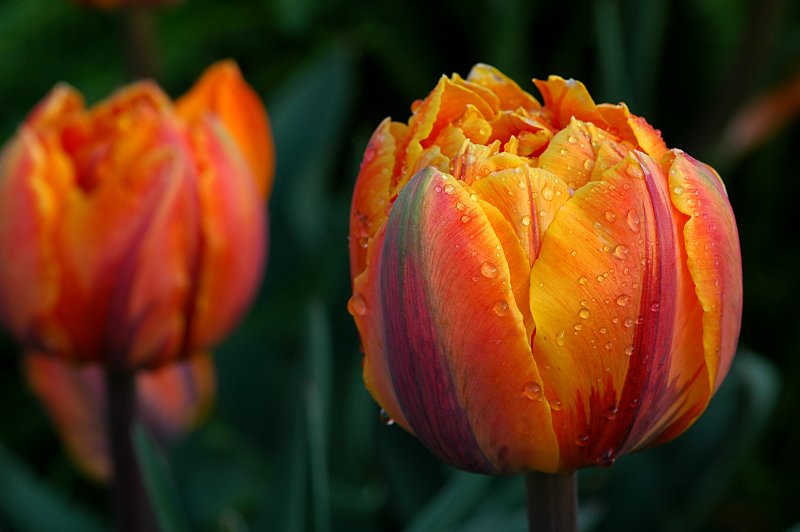 Tulip Orange Princess