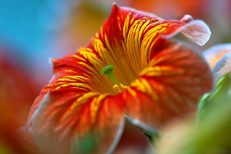 Salpiglossis