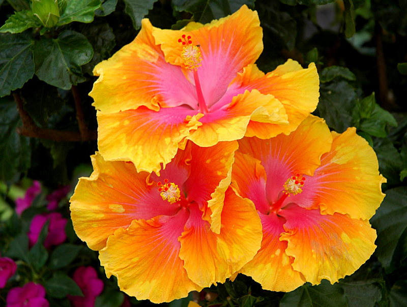 Triple Hibiscus