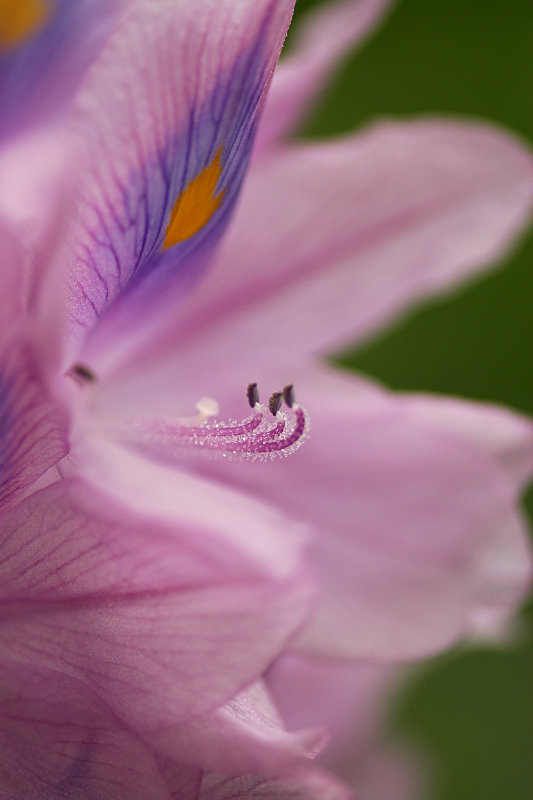 Water Hyacinth