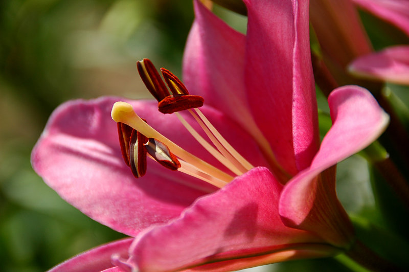 Lily LA, Brindisi