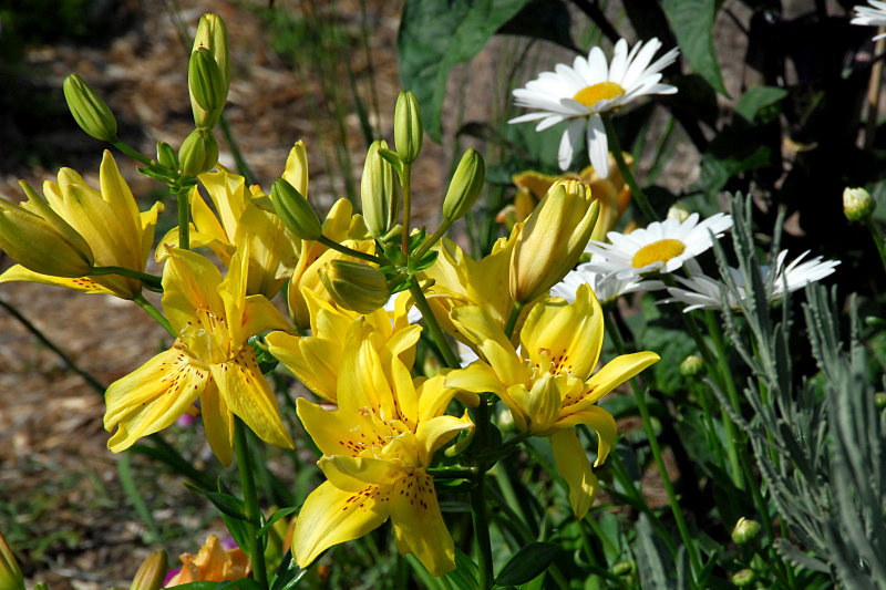 Asiatic Lily, Double - Fata Morgana