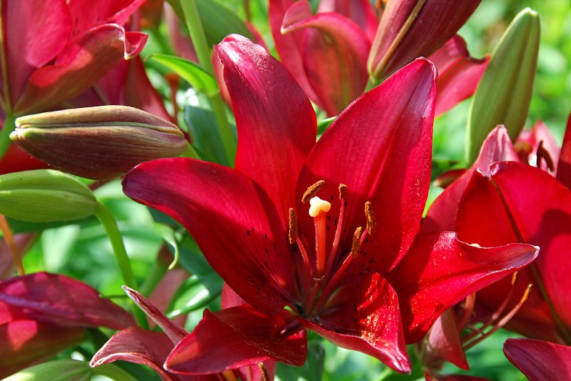 Lily LA, Rodela
