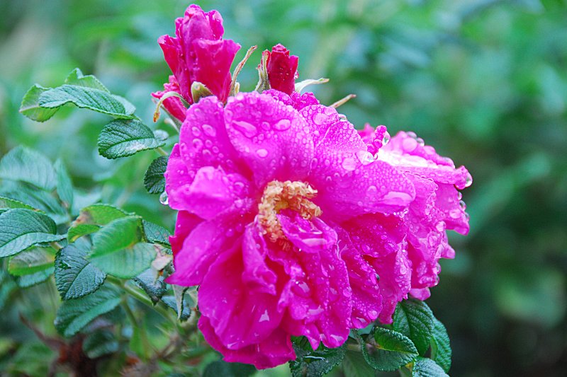 Rosa rugosa