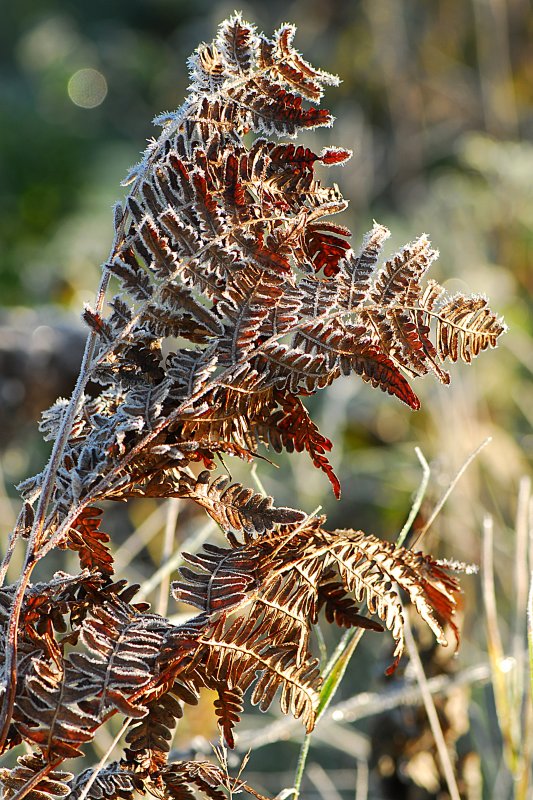 Frosted Fern