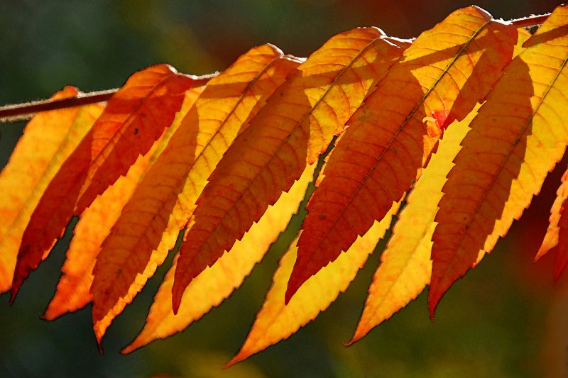 Sumac leaves