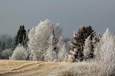 Hoarfrost in Northern Wisconsin