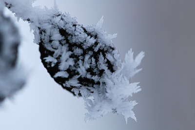 Crabapple covered in frost