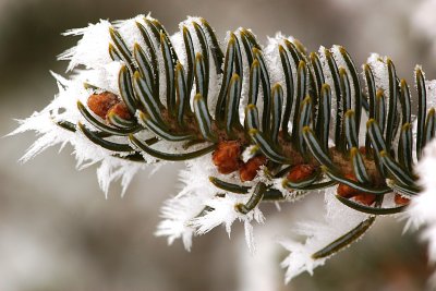 Spruce needles