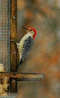 Flicker woodpecker