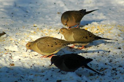 Mourning Doves feeding