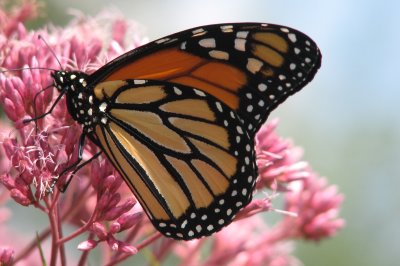 Monarch Butterfly - what a beauty!