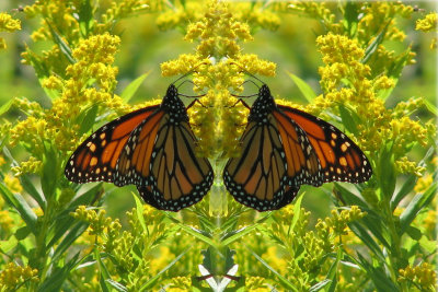 Mirror image of a Monarch Butterfly
