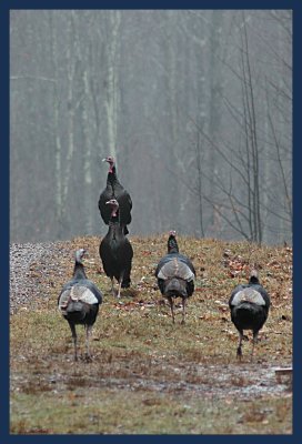 Wild Turkeys