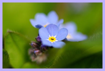 Dreamy Forget-Me-Not