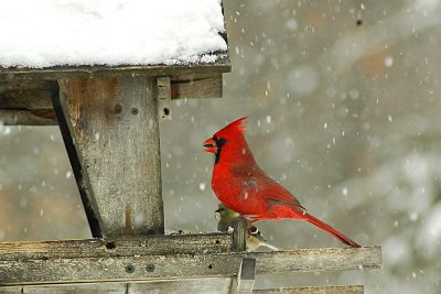 Male Cardinal in snowstorm