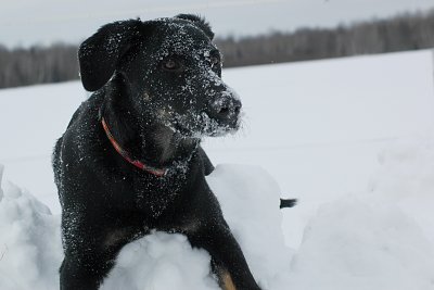 Snow Dog