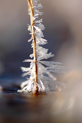 A miniature ice crystal tree