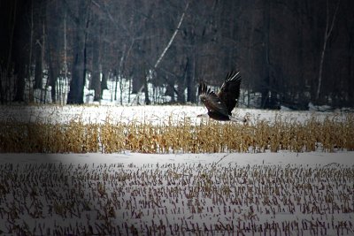 Birds, squirrels & other critters