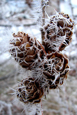 Larch Cones