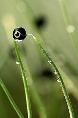 Onion seedlings