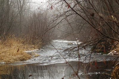 Clear Creek on a foggy March morning