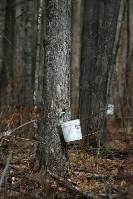 Tapping maple trees for the sap