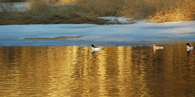 Golden waters