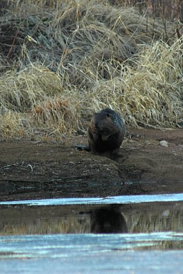 Beaver busy