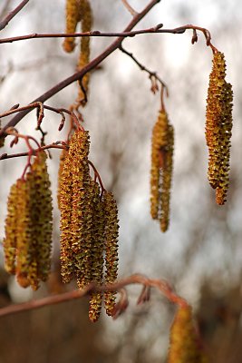 Tag Alder Catkins