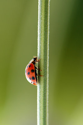 Ladybug on its way up