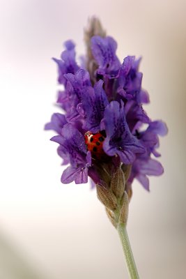 Lavender & Ladybug
