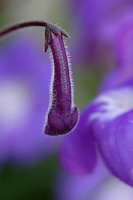 A hairy flowerbud