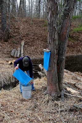 Collecting the sap