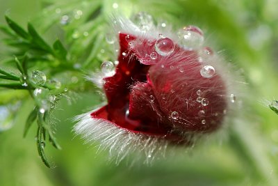 Water drops caught in a Pulsatilla flower