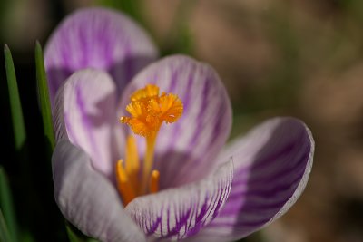 The first Crocus to bloom