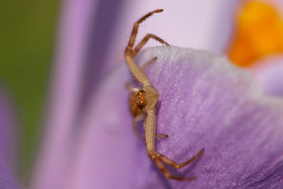 A spider visiting a Crocus flower