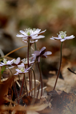 Hepaticas