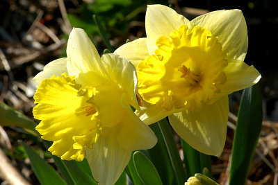 Cheerful Daffodils