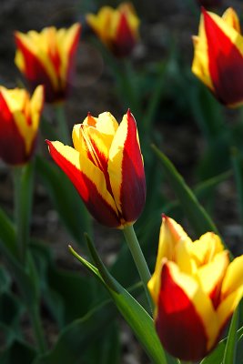 Triumph Tulip 'Gavota'