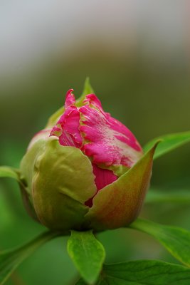 Tree Peony