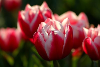 Double Tulip 'Wirosa'