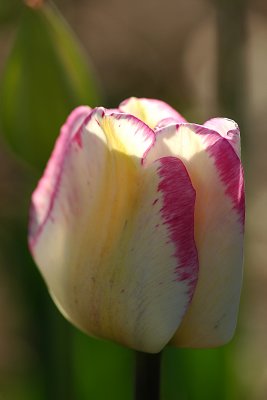 Tulip 'Shirley'